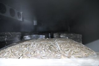 Рыбохозяйственные предприятия Дагестана наращивают объемы производства
